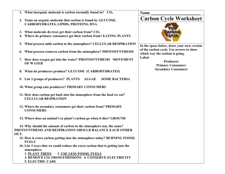 Carbon Cycle Worksheet Doc