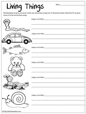 1st Grade Science Worksheets Printable