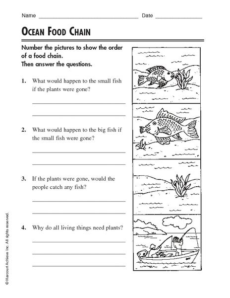 Food Chain Worksheets Free