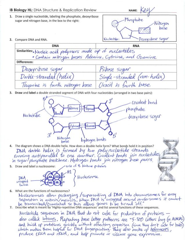 Dna Replication Practice Worksheet Answers