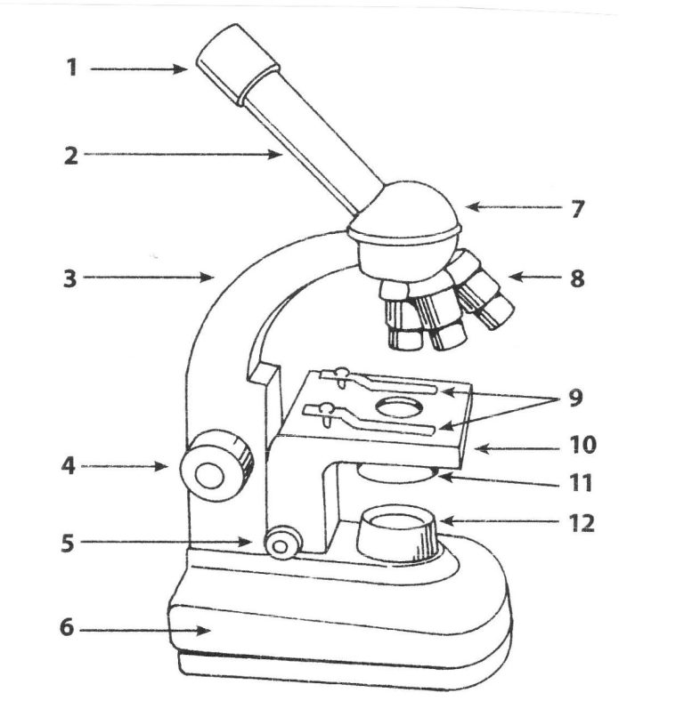 Microscope Worksheet Doc