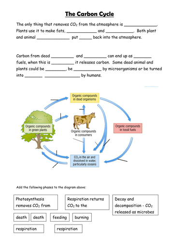 Carbon Cycle Worksheet Answers