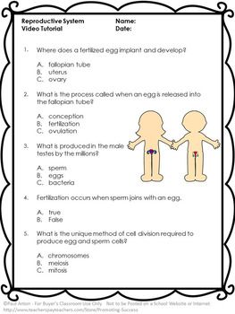 Male Reproductive System Worksheet For Grade 5