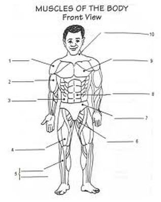 Muscular System Worksheet Answer Key