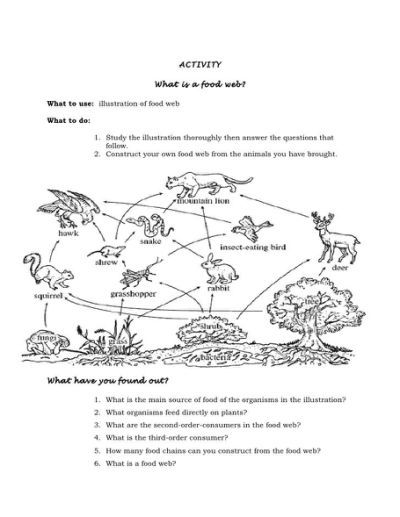 Food Web Worksheet 1st Grade