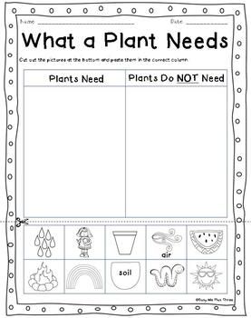 Plant Life Cycle Worksheet Pdf