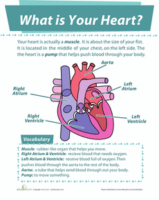 Heart Worksheet Pdf