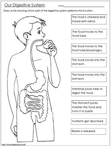 Digestive System Worksheets For Kids