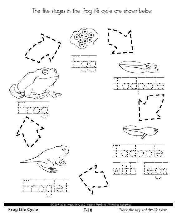 Life Cycle Of A Frog Worksheet Pdf