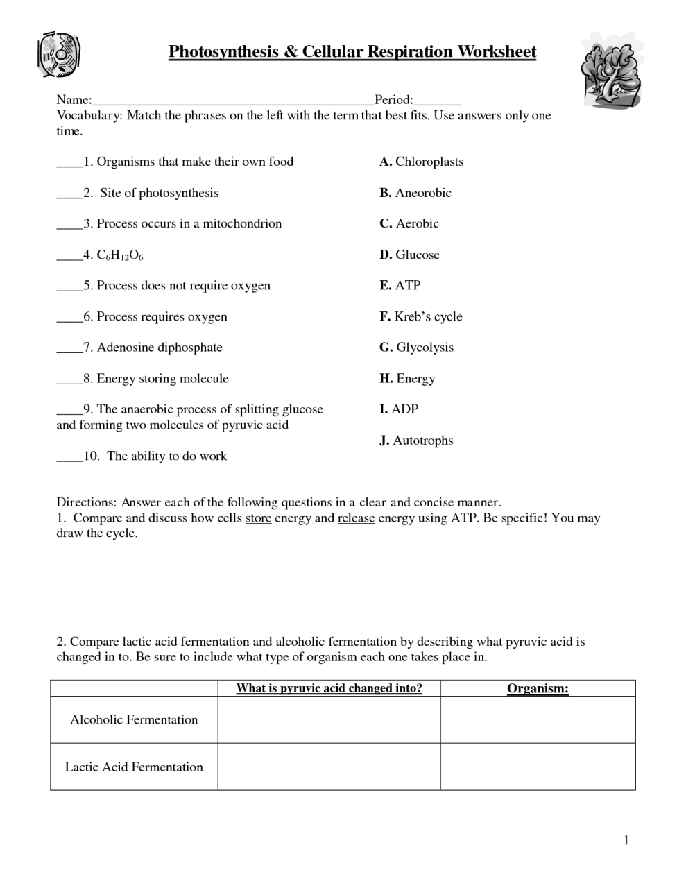 Photosynthesis And Respiration Worksheet Answers