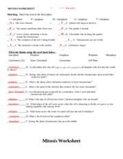 Mitosis Worksheet Matching Answers