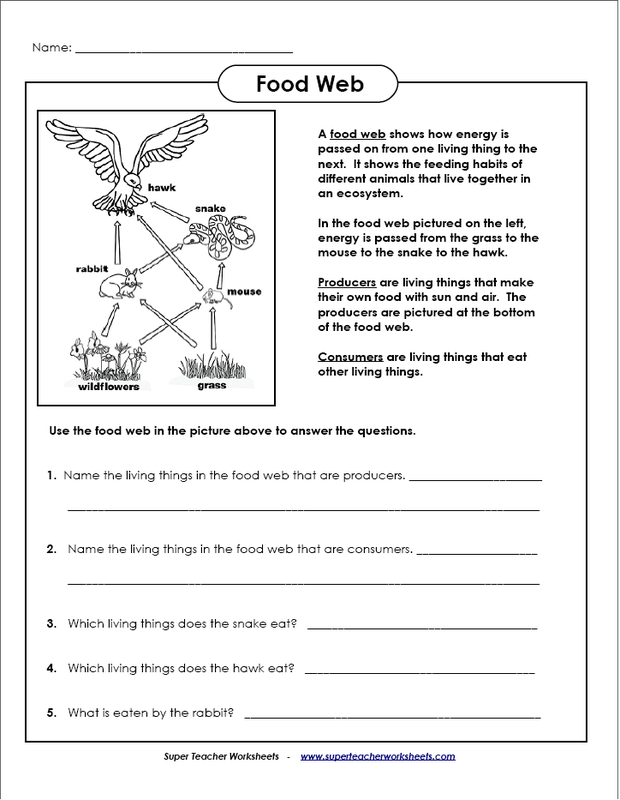 5th Grade Food Webs And Food Chains Worksheet