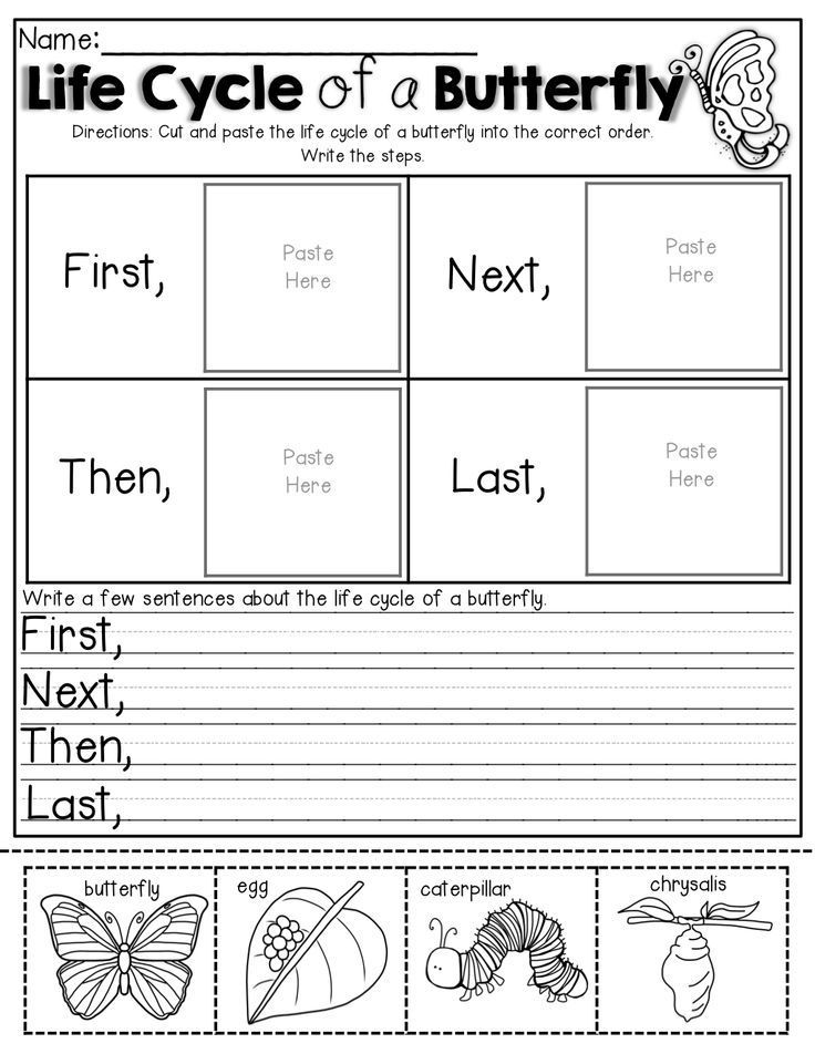 4th Grade Life Cycle Of A Butterfly Printables