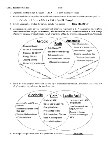 Photosynthesis And Cellular Respiration Comparison Worksheet