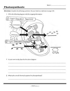 Photosynthesis Worksheet Biology