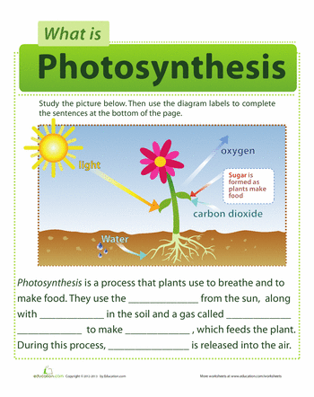 Photosynthesis Worksheet 5th Grade