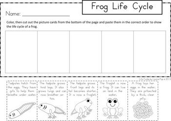 Life Cycle Of A Frog Worksheet Cut And Paste