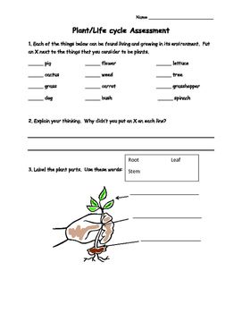 Plant Life Cycle Worksheet Answers
