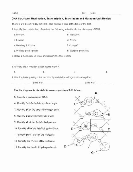 Dna Replication Practice Worksheet Drawing