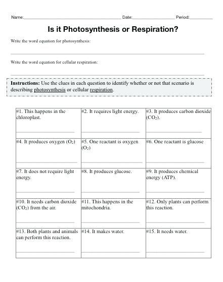 7th Grade Photosynthesis And Respiration Worksheet