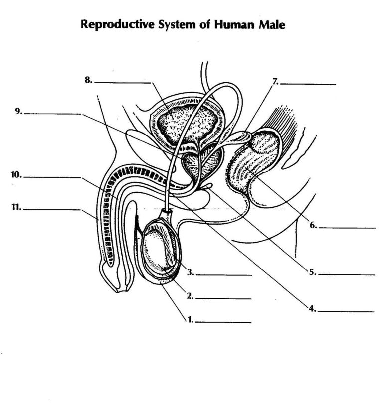 Male Reproductive System Worksheet