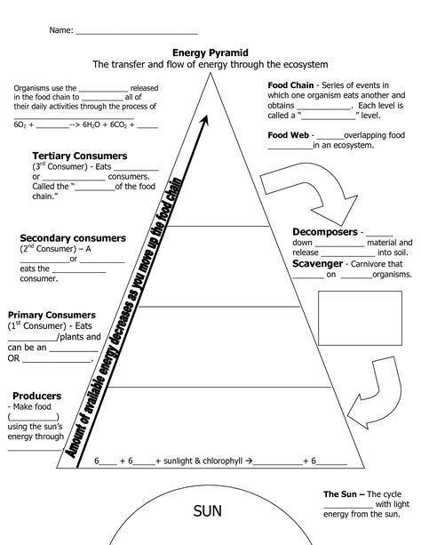 Energy Pyramid Worksheets