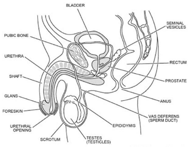 Labeled Male Reproductive System Worksheet