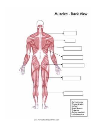 Muscular System Worksheet Answers