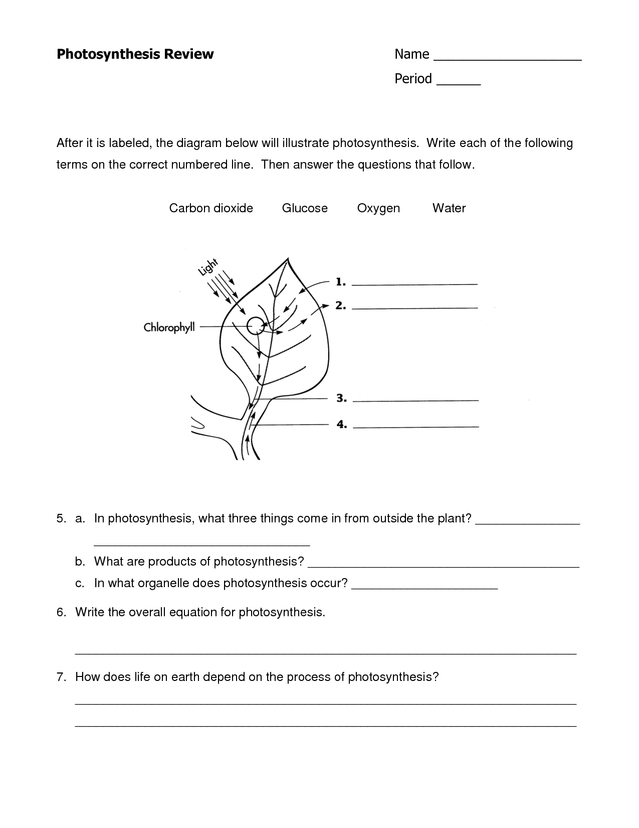 Photosynthesis Worksheet Answers