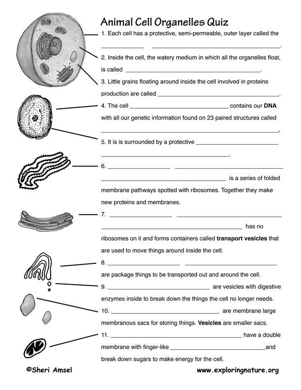7th Grade Science Worksheets Cells