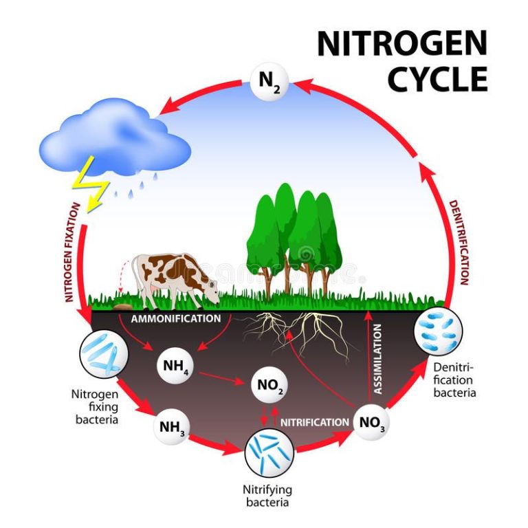 Nitrogen Cycle Worksheets Grade 8