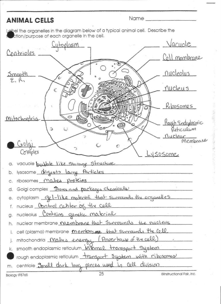 Meiosis Worksheet Chapter 10 Sec 1 Biology Term B Answers