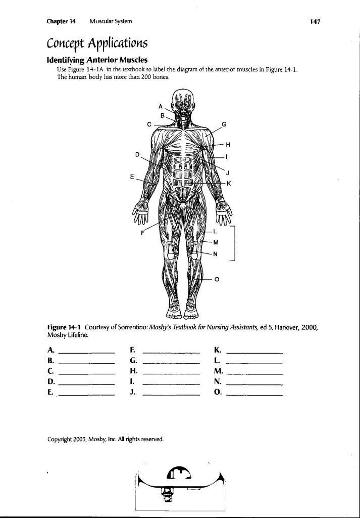 Muscular System Worksheet Pdf
