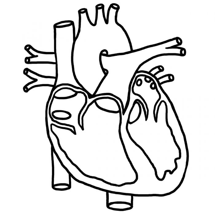 Anatomical Heart Coloring Sheet