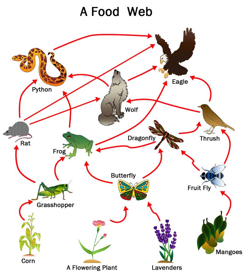 Food Webs And Food Chains Worksheet Quizlet
