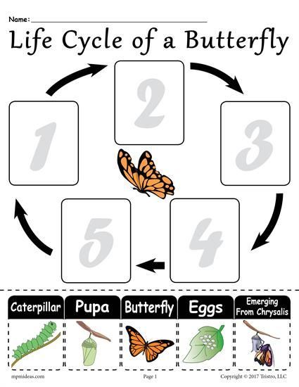 Butterfly Life Cycle Worksheets For 1st Grade
