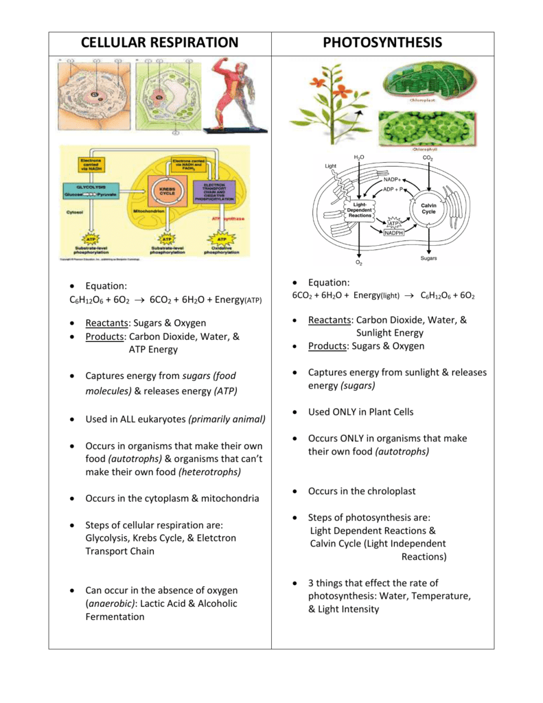 Photosynthesis Vs Cellular Respiration Worksheet