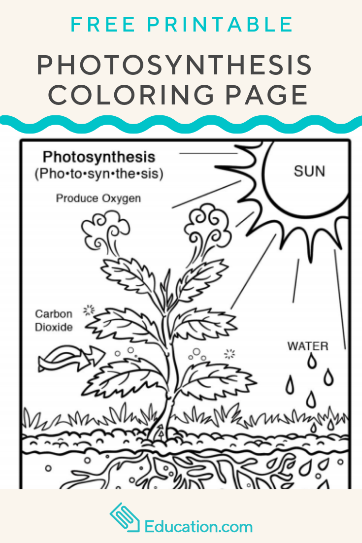 Photosynthesis Worksheet For Kids