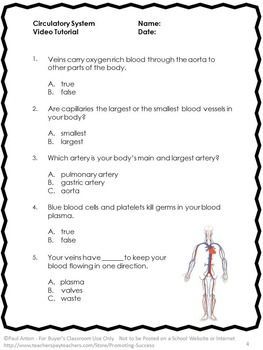 Circulatory System Worksheet Grade 5 Pdf