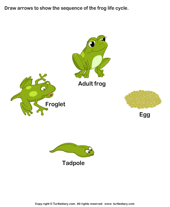 Life Cycle Of A Frog Worksheet Ks1