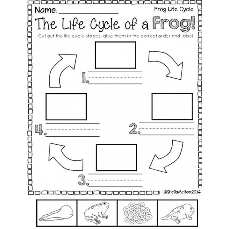 Life Cycle Of A Frog Worksheet Kindergarten