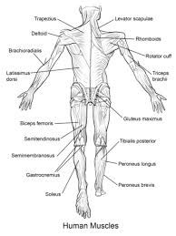 Muscular System Worksheet