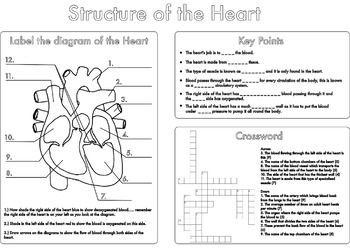 Circulatory System Worksheets For 2nd Grade