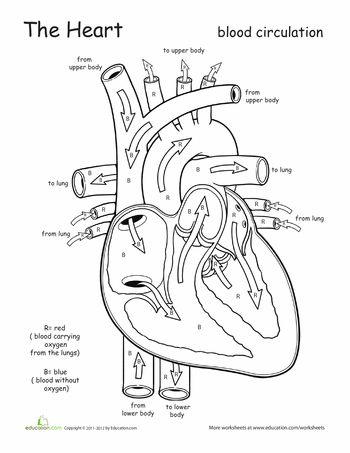 4th Grade Circulatory System Worksheet Grade 4