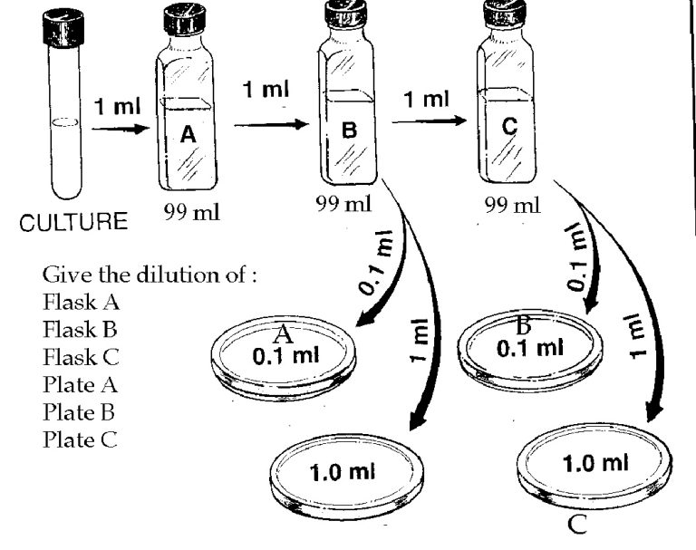 Dilutions Worksheet Microbiology