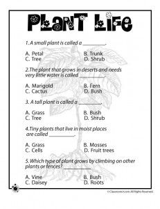 3rd Grade Science Plants Worksheets