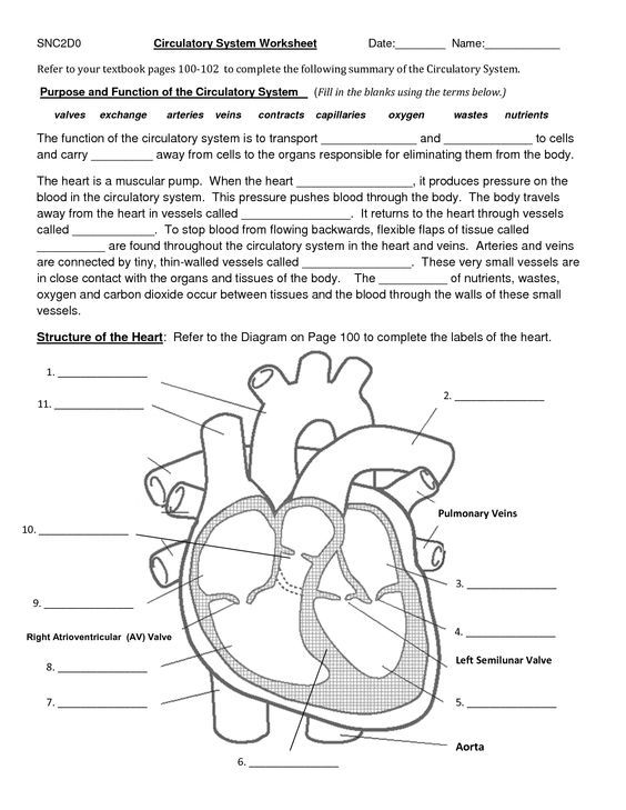 Circulatory System Worksheet Answer Key