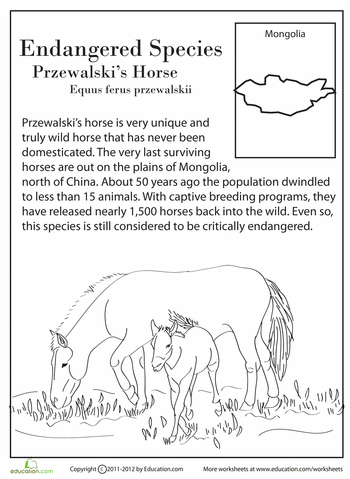 3rd Grade Endangered Animals Worksheet