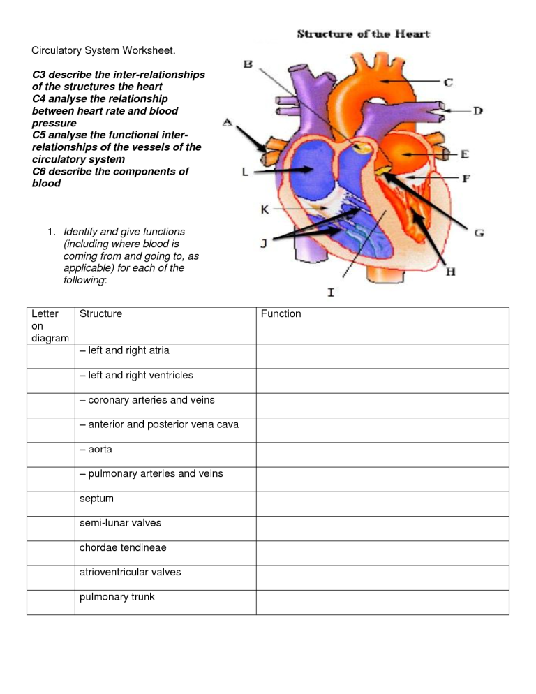 Circulatory System Worksheet