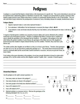 Pedigree Worksheet Interpreting A Human Pedigree
